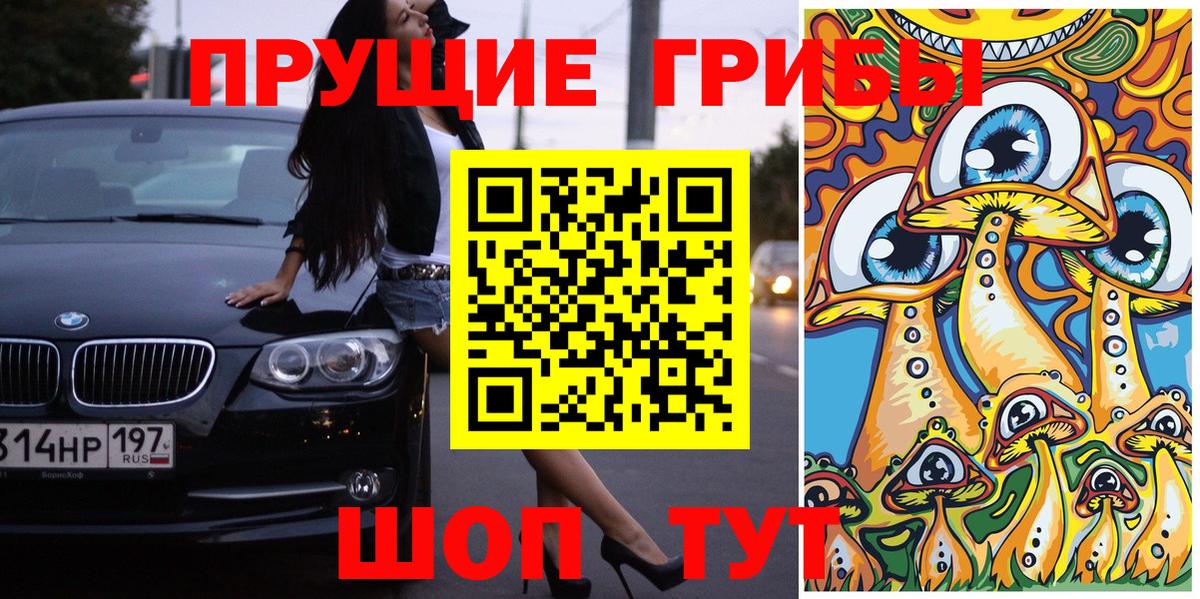 Псилоцибиновые грибы прущие грибы  Иваново  Галлюциногенные грибы Psilocybe 